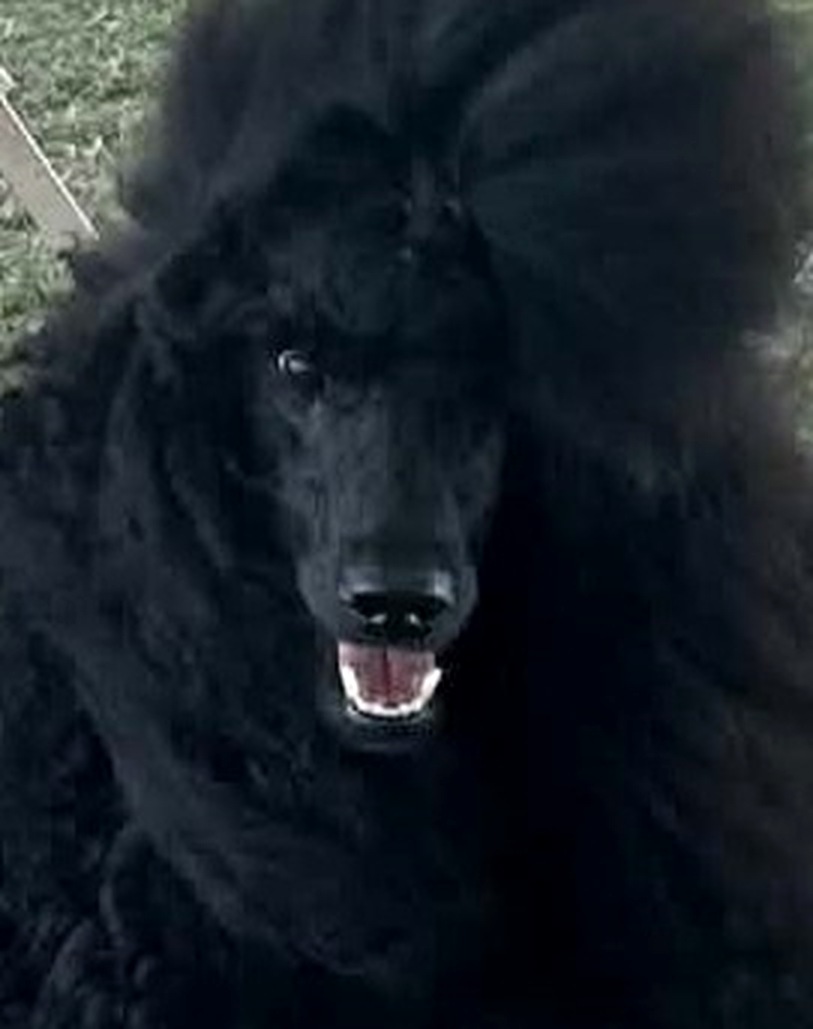 Close portrait of Ivan, a black Standard Poodle
