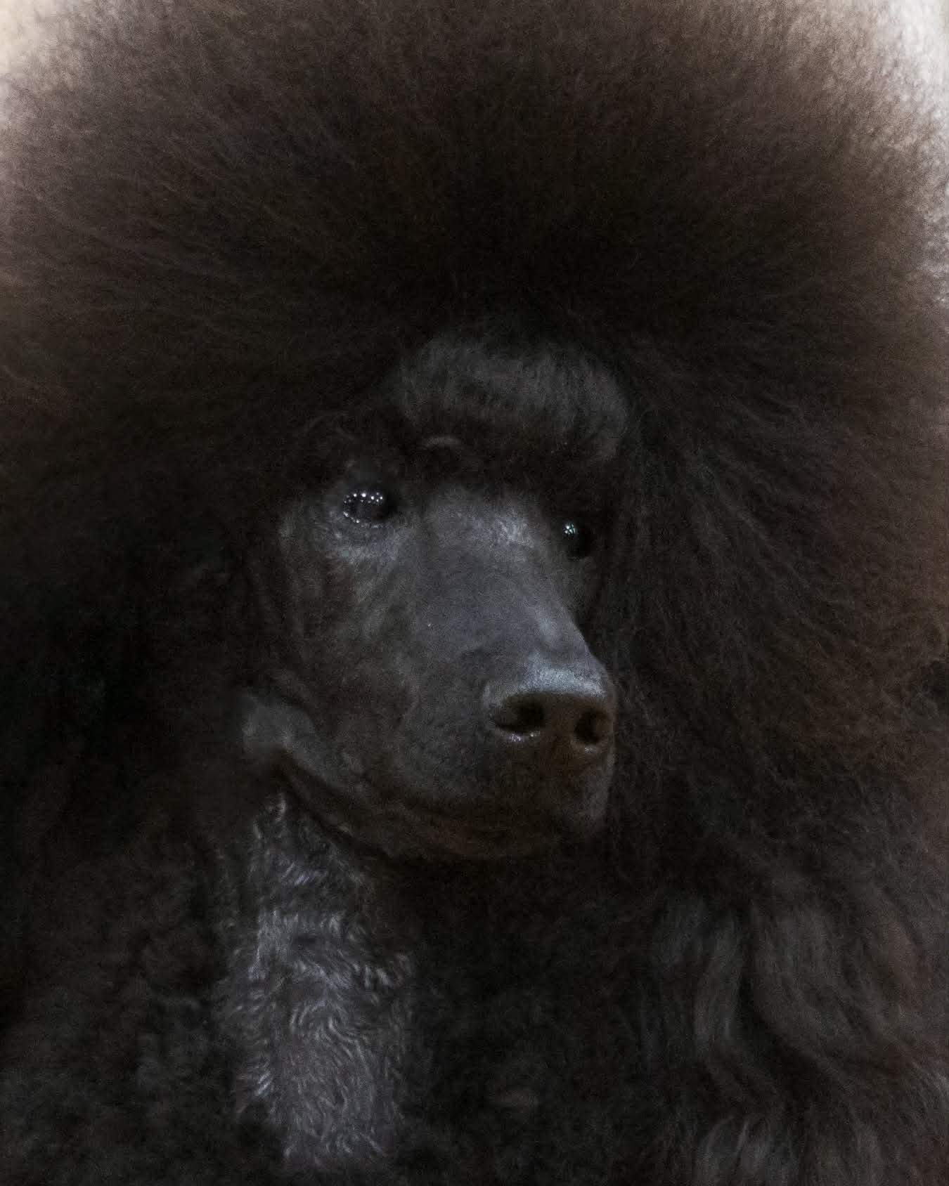 Close portrait of Mystie, a black Standard Poodle