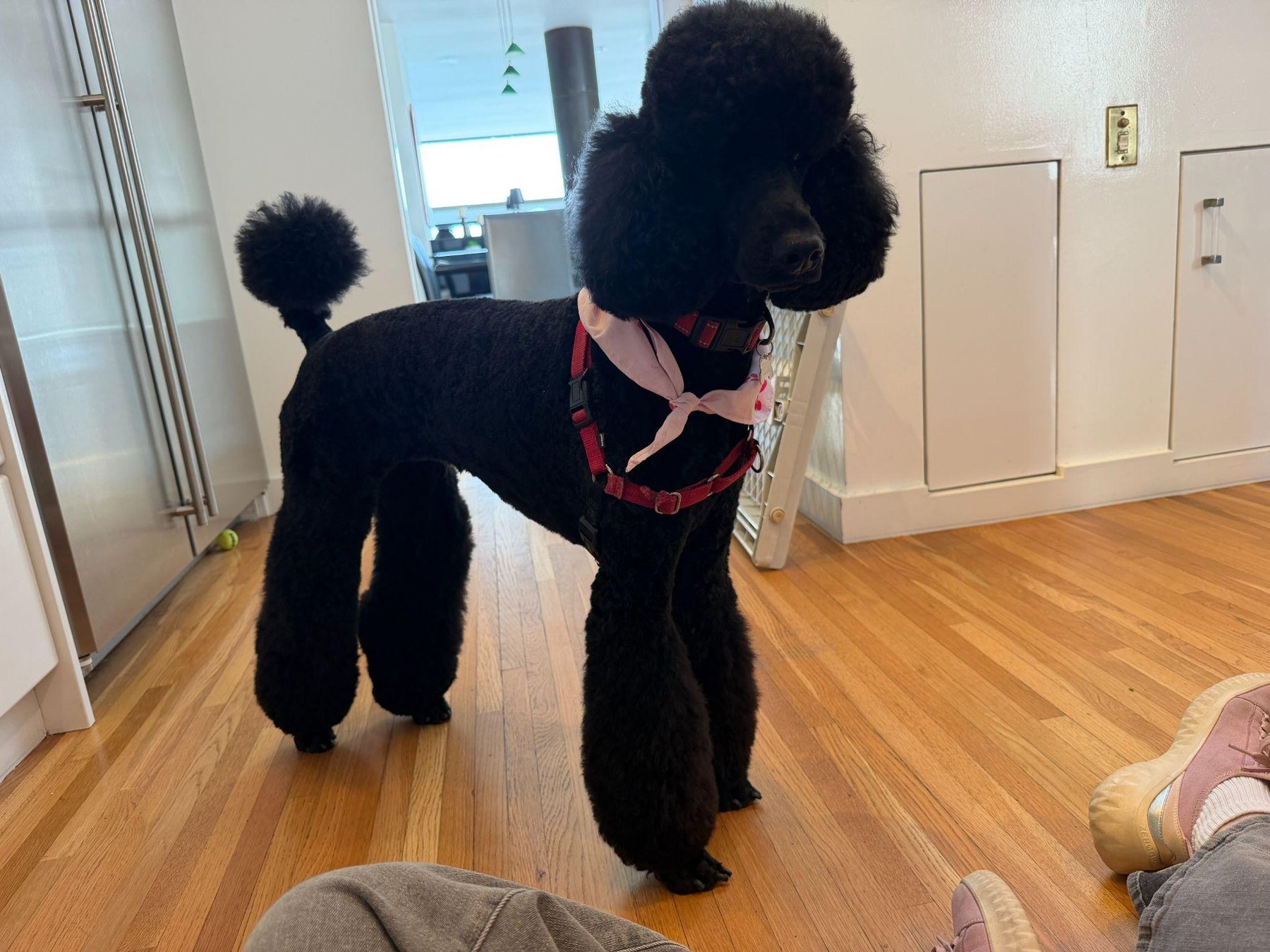 Eissie standing in a home