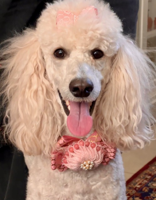 Mirabelle wearing a pink bow and floral collar
