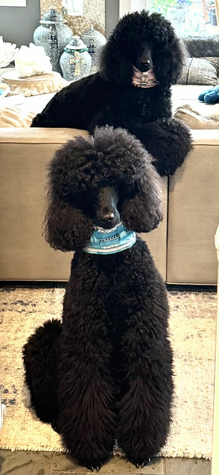 Mozart and Magnolia, black Rose Cottage Standard Poodle littermates, relaxing together at home