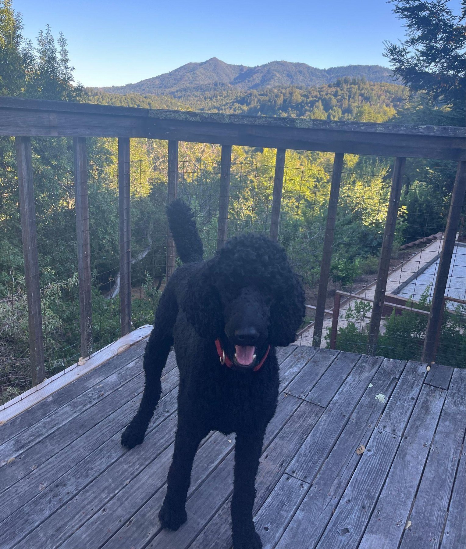Paris, a black Rose Cottage Standard Poodle, standing on a mountain deck