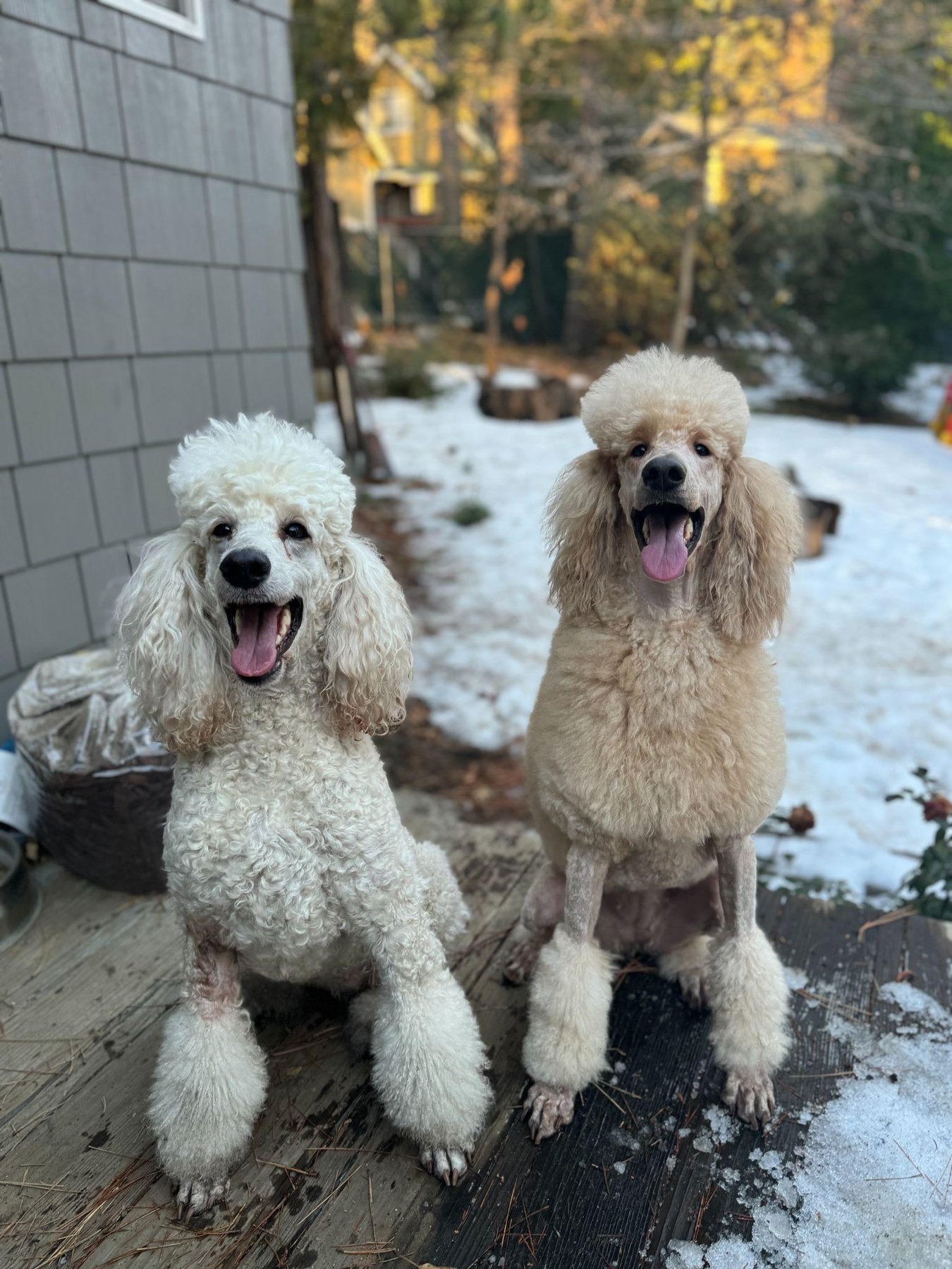 Trinity with another Standard Poodle in the snow